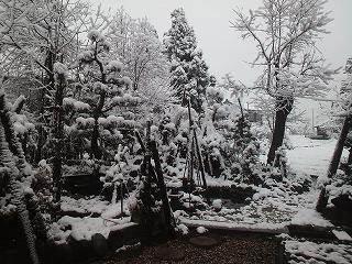 庭の雪化粧①