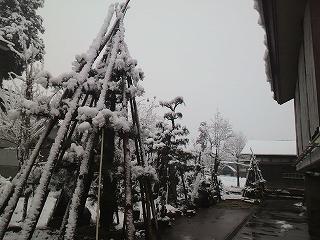 庭の雪化粧②