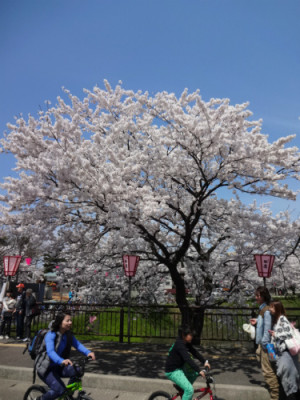 高田の桜